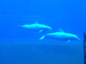 Delfíni Norimberk 