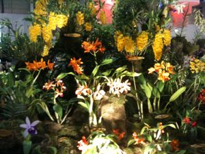 Výstava orchidejí v Drážďanech